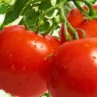 Рекомендации по возделыванию томатов и перца