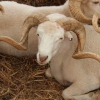 Участие в XIX Всероссийской выставке племенных овец и коз