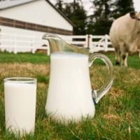 Метод повышения качества молока кавказских бурых коров