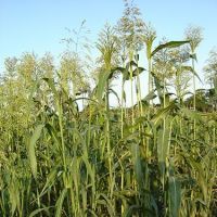Усовершенствованная технология возделывания зернового сорго в Республике Дагестана