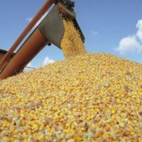 Ресурсосберегающая технология возделывания Кукурузы на зерно в условиях орошения терско- Сулакской подпровинции республики Дагестан