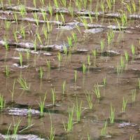 Ресурсосберегающая технология возделывания риса в Дагестане