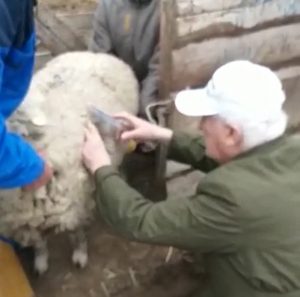 Сотрудники ФАНЦ РД проведут комплексную бонитировку овец в 18 племрепродукторах республики
