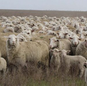 Лаборатория овцеводства и козоводства