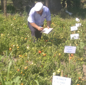 Ученые ФАНЦ РД продолжают селекционную работу, направленную на выведение перспективных гибридов и сортов томата