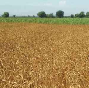 На производственной базе ФАНЦ РД проходит апробация семенных посевов озимых зерновых культур (видео)