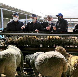 В Дагестане прошел семинар по вопросам совершенствования овец дагестанской горной породы