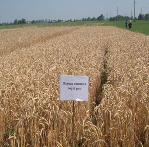 Научные основы эффективных технологий  возделывания  новых высокоурожайных сортов озимой пшеницы в условиях орошения Терско-Сулакской подпровинции Дагестана