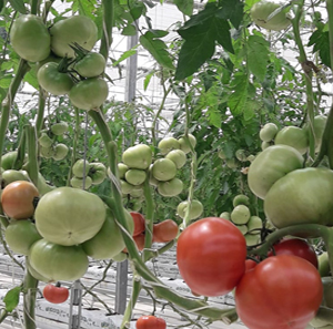 Технология выращивания томата в условиях защищенного грунта