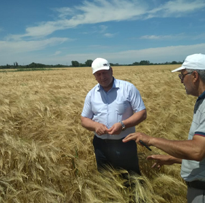 Гасан Догеев проверил готовность семенных посевов озимых зерновых культур к предстоящей уборке