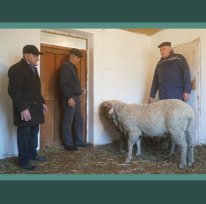 В Дагестане активно ведется работа по выведению нового типа дагестанской горной породы овец